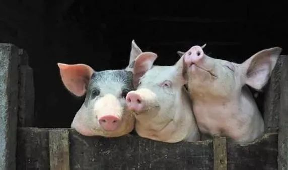 2022猪企半年报：牧原领亏，正邦紧随其后，17家猪企无一盈利！