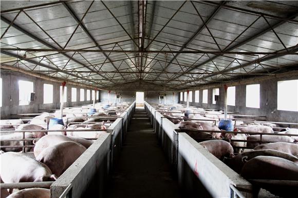 重庆铜梁生猪产能全面恢复，有望超额完成全年生猪出栏的目标任务