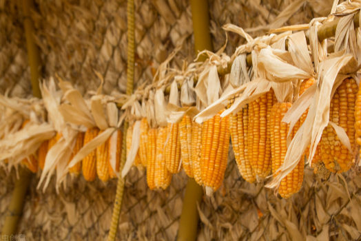 2022年09月05日全国各省市玉米价格行情，受今年气候影响，新季玉米供应或不足预期，玉米后市如何？