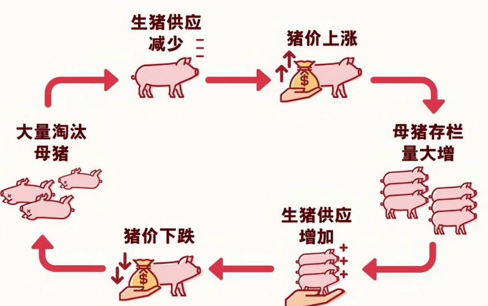 猪周期