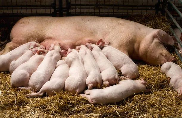 是否存在早期可檢測的標志性的指標，來預測出母豬未來的繁殖能力？