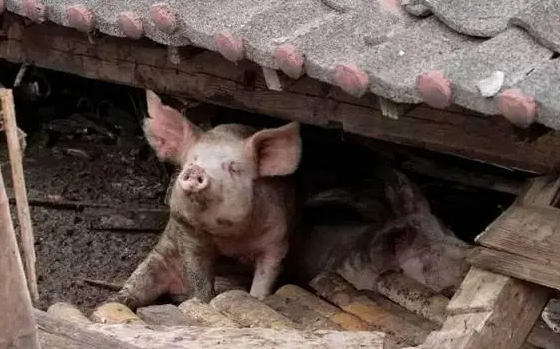 震中养猪场老板讲述：猪舍大面积坍塌，饲料没了，受伤猪吊着命不让它死就行