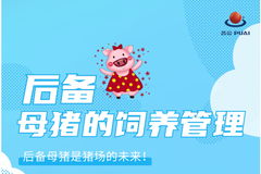 后备母猪是猪场的未来！要注意后备母猪的饲养管理的这4大要点！