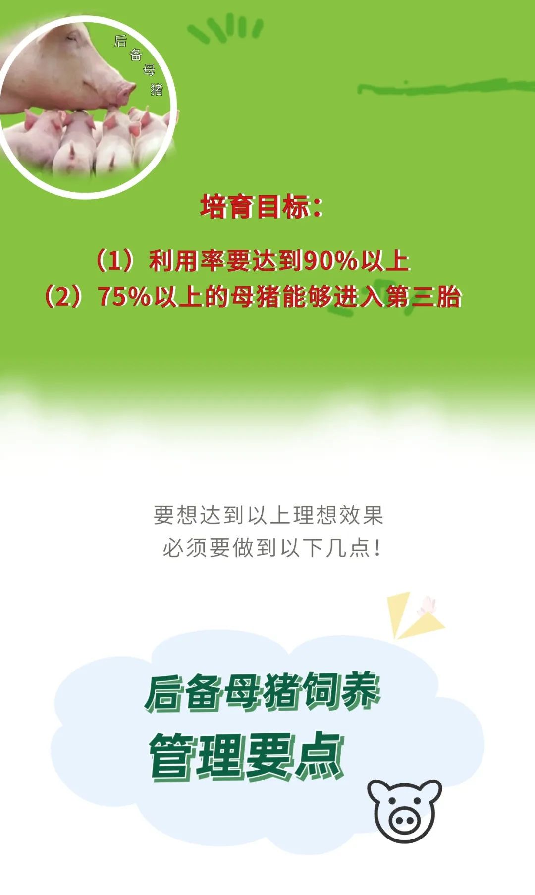 后备母猪是猪场的未来！要注意后备母猪的饲养管理的这4大要点！