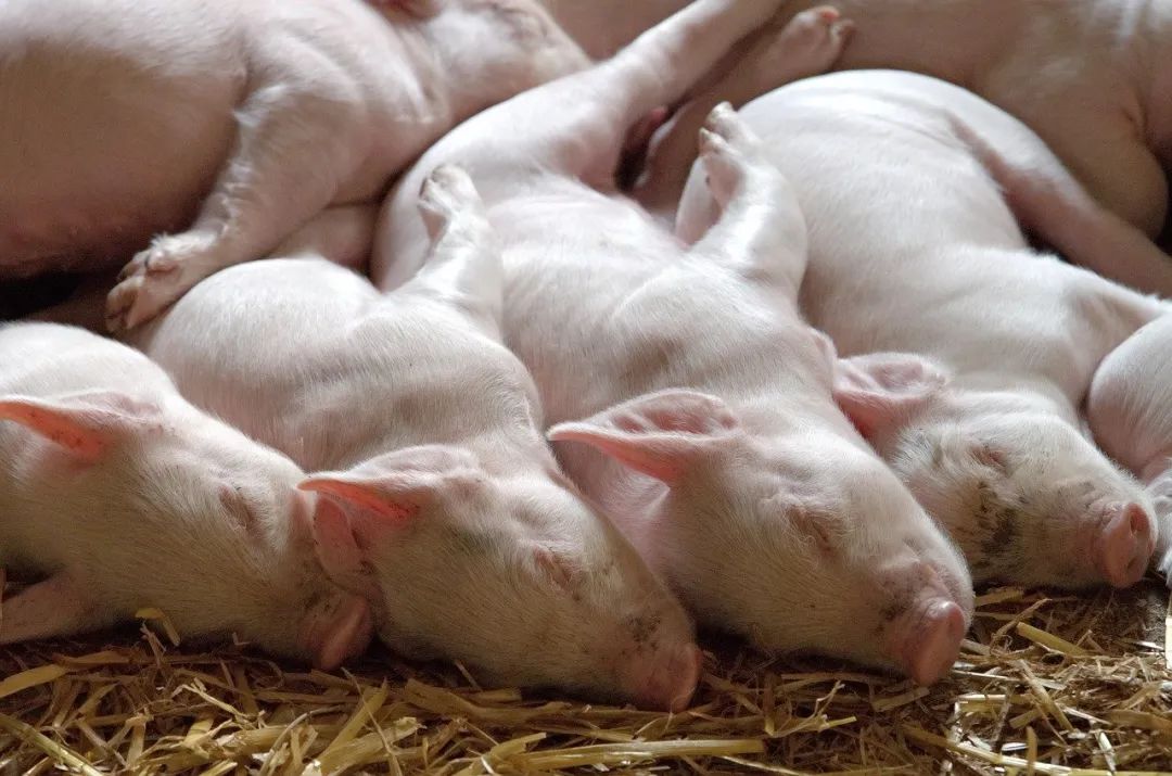 新希望上半年生猪产业亏损45.7亿，能繁母猪85万头，明年冲刺2000万头出栏！