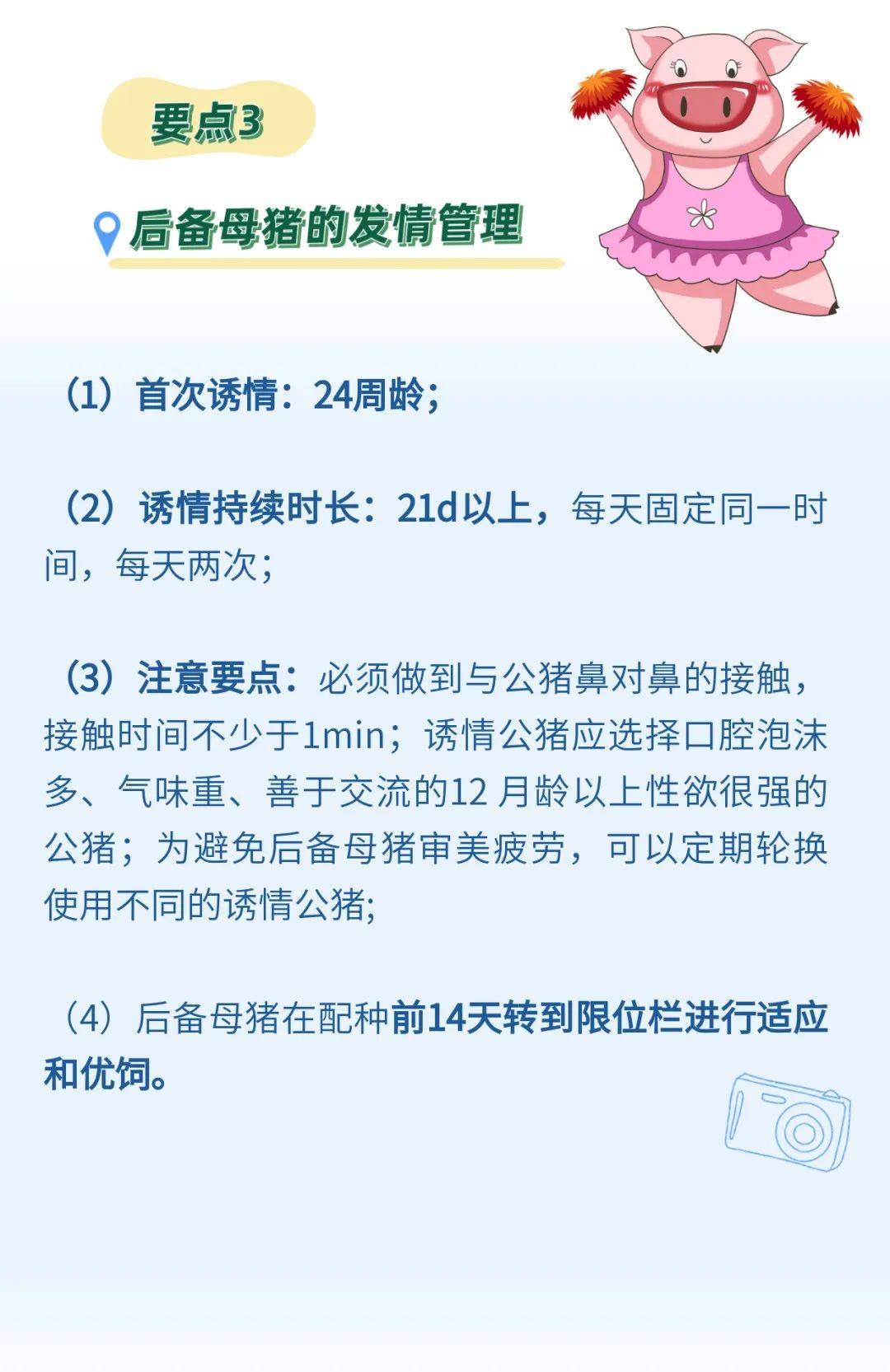 后备母猪是猪场的未来！要注意后备母猪的饲养管理的这4大要点！