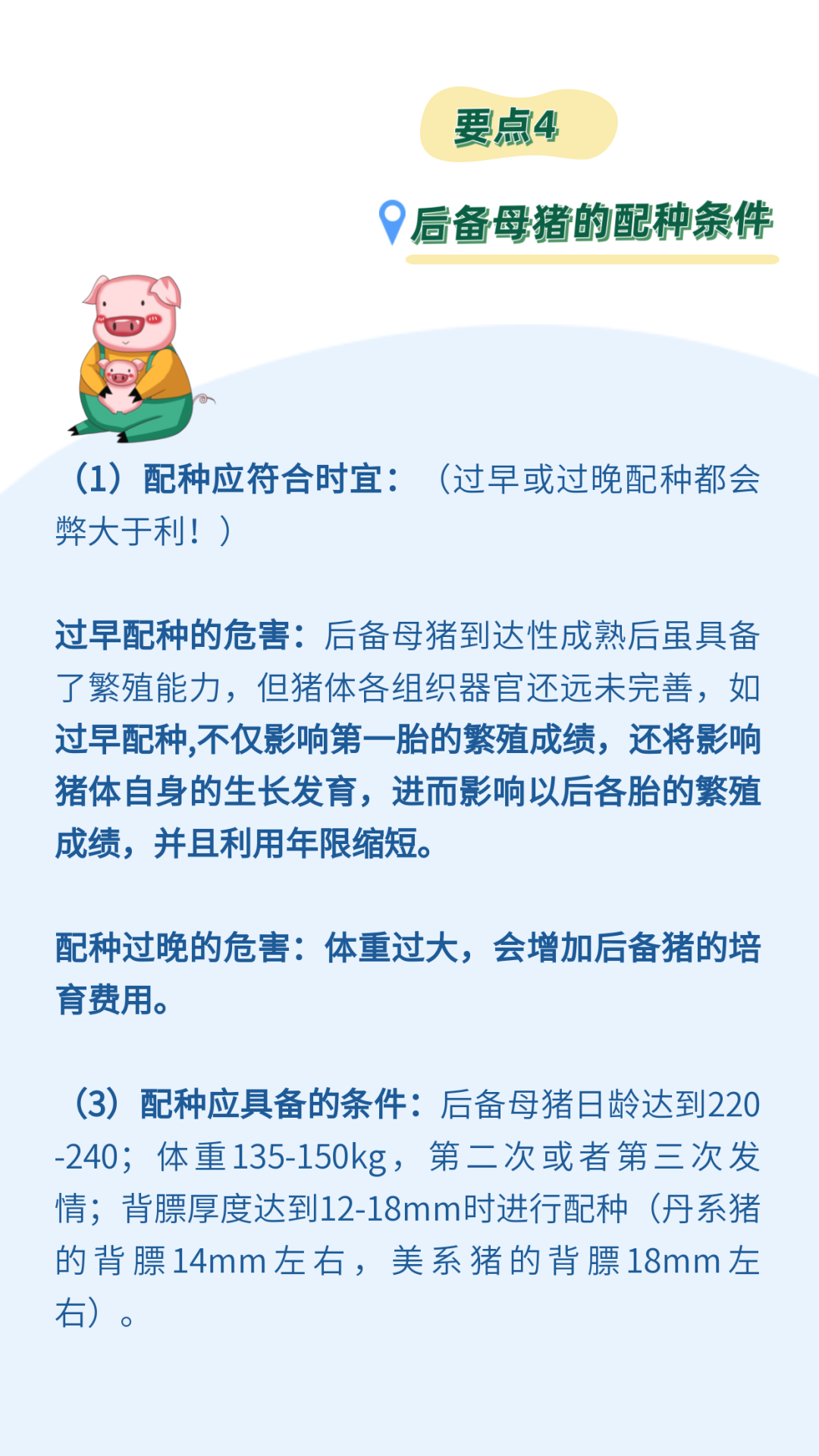 后备母猪是猪场的未来！要注意后备母猪的饲养管理的这4大要点！