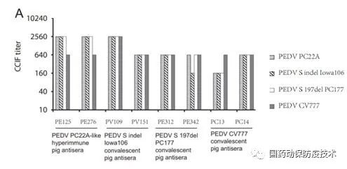 使用超免疫或恢复期猪PEDV抗血清通过CCIF评价各种PEDV毒株之间的抗原交叉反应