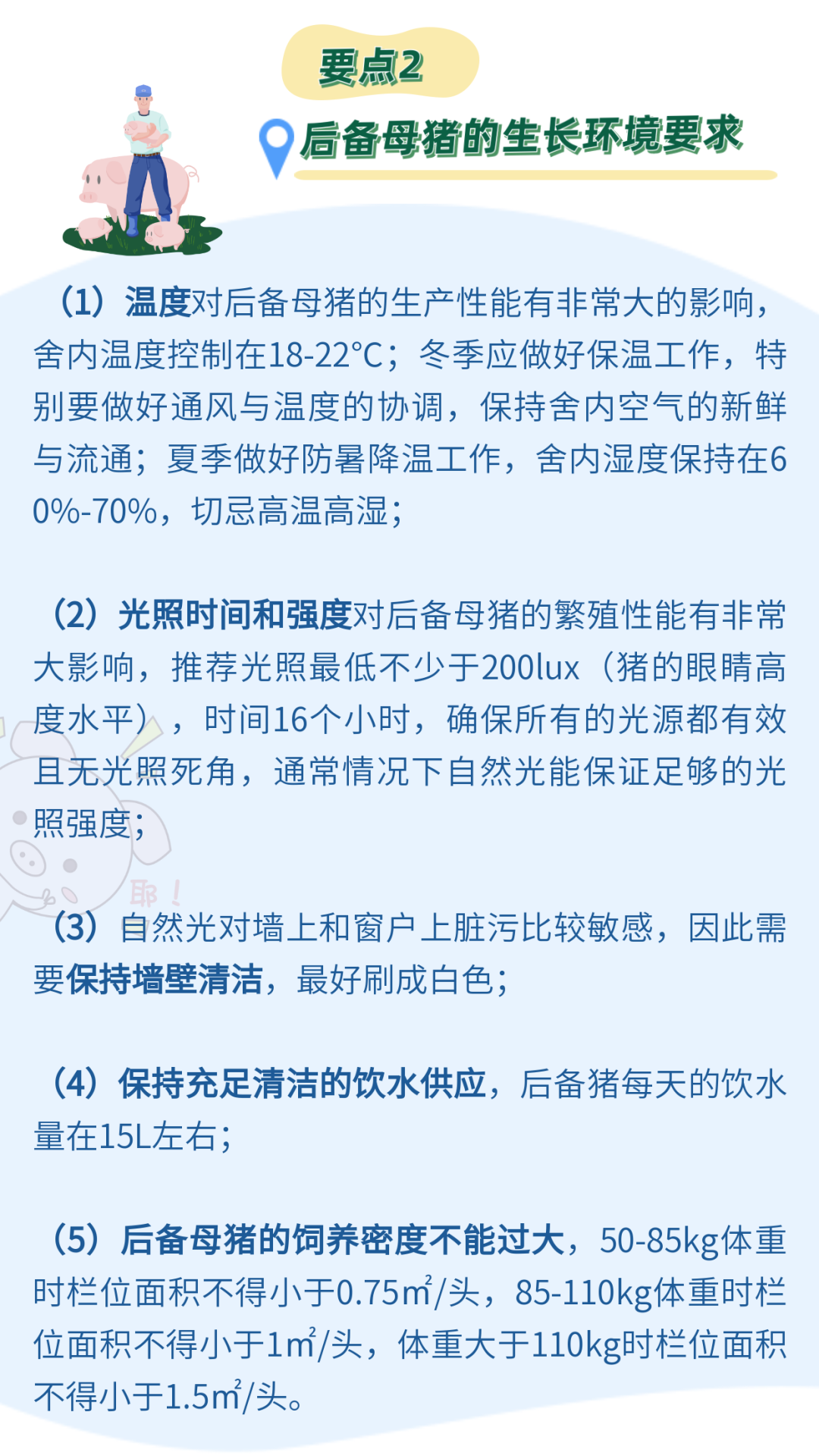 后备母猪是猪场的未来！要注意后备母猪的饲养管理的这4大要点！