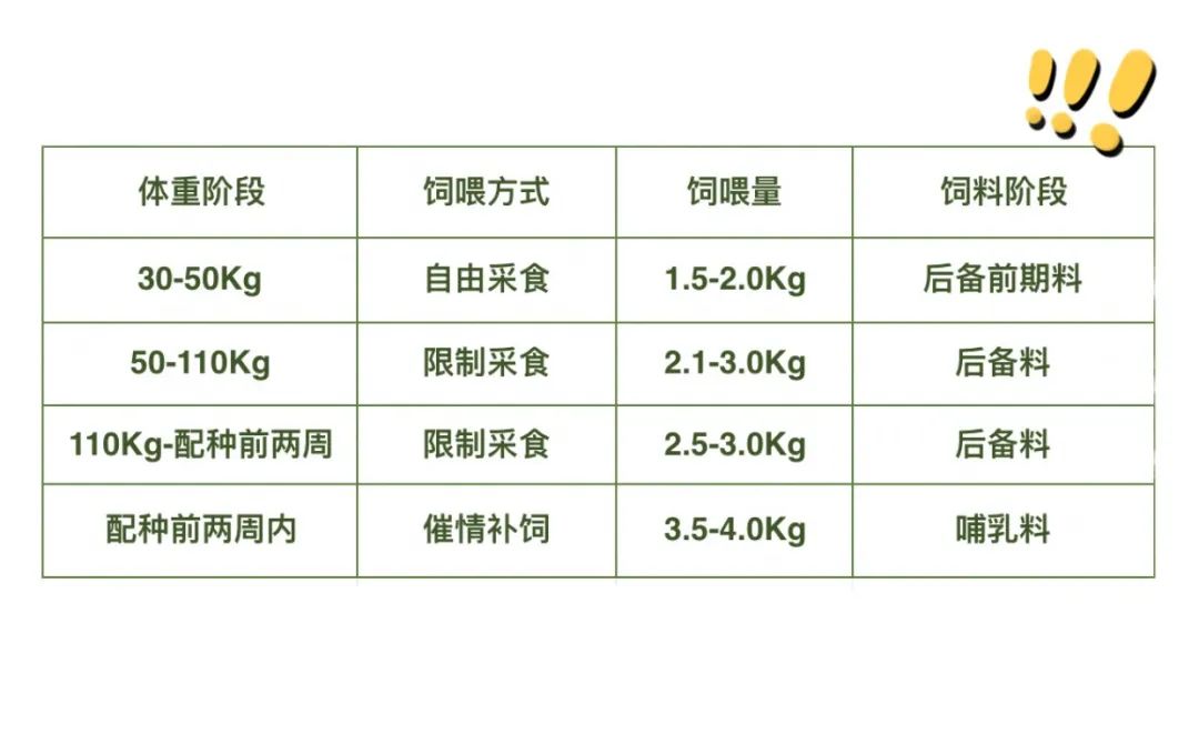 后备母猪是猪场的未来！要注意后备母猪的饲养管理的这4大要点！