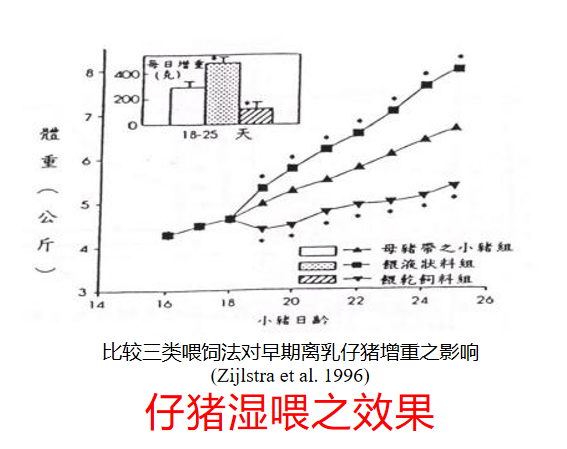 仔猪湿喂效果