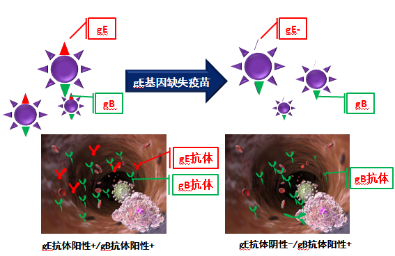 野毒感染  无野毒感染