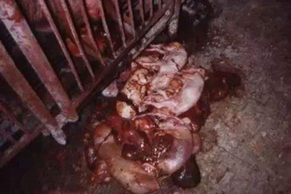 猪伪狂犬病解剖