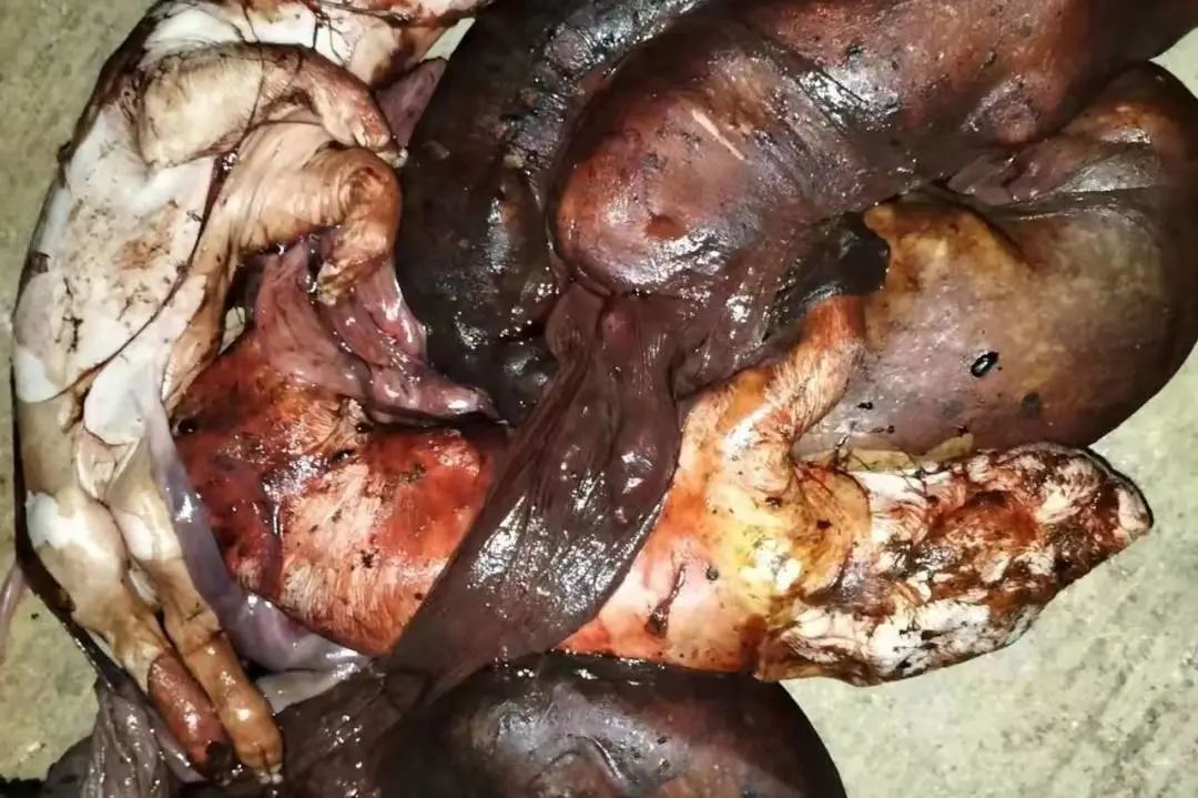 猪伪狂犬病解剖