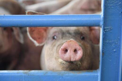 猪企继续增加出栏生猪，加大产能布局，明年还将有如此高的猪价吗？