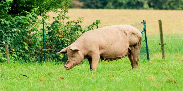 英国母猪群一年内收缩了18%，为过去20年中最低的种群数字