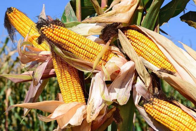 新季玉米即将上市，玉米价格却难跌，怎么回事？