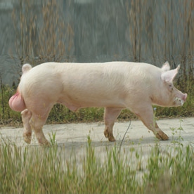 2022年09月11日全国各省市种猪价格报价表，消费旺季来临，种猪价格延续高企态势，养猪人现在能补栏吗？