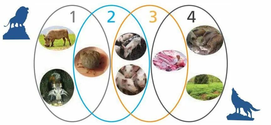 野猪中的非洲猪瘟流行病学，有什么循环特点？