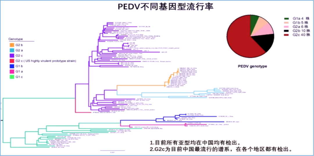 PEDV不同基因型流行率