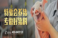 特驱猪宝宝“粉+粒”教槽料，让养猪更轻松