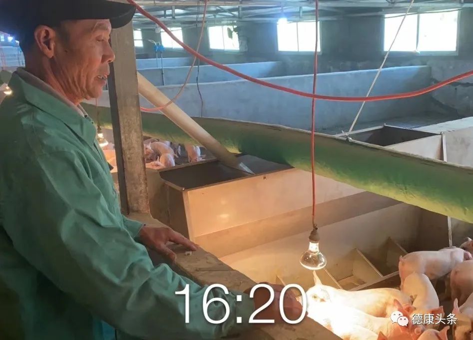 降本增效诀窍是什么？饲料少浪费、饲养多上心，成本自然低