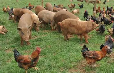积极挖掘农户养殖潜力，推动生猪生产持续健康发展，带动农民增收致富
