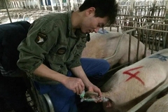 如何正确地进行人工授精（深部输精）操作？母猪深部输精的教程来了（有图）