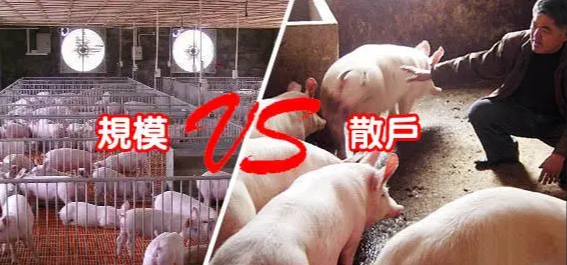 家庭农场PK公司+农户谁将是主流？中国的生猪养殖格局将如何演变？