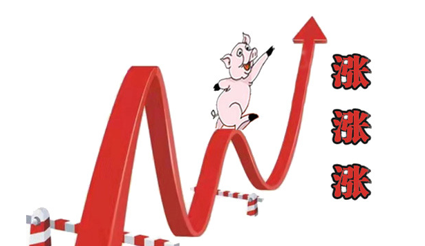 猪价迎来“猛回头”，涨势反扑，突破近月来的“新高位”，还能涨？