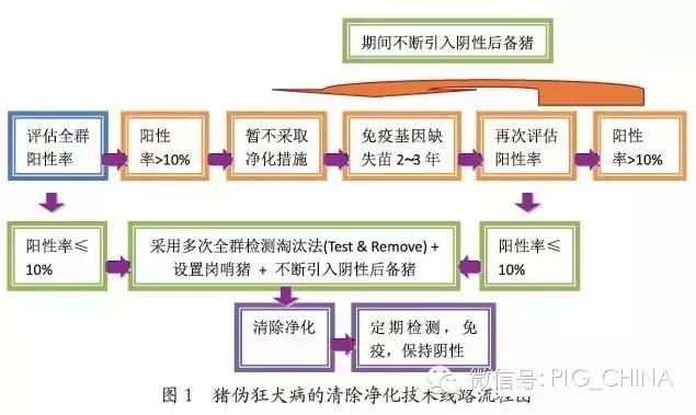 猪伪狂犬净化技术
