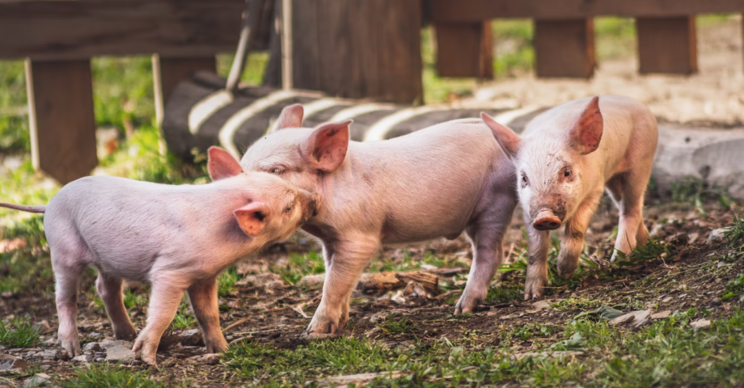 猪企8月“大丰收”，市场加速降本增效，今年后续猪市供需会发生什么变化？