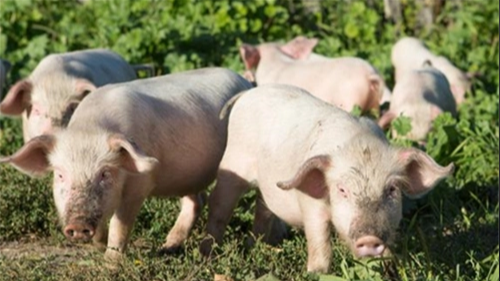 养猪人如何选择一款合适的脱霉剂？听听美国专家的建议