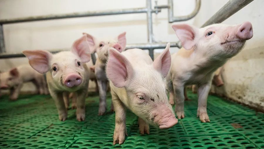 丹麦养猪巅峰时期达550万头猪，如今养殖结构发展了什么变化？