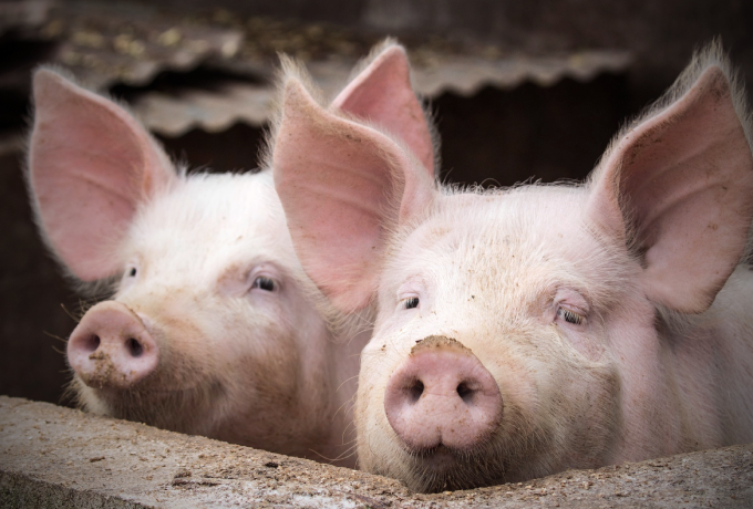缺猪已成全球走势？未来猪价持续上涨，或将破13？