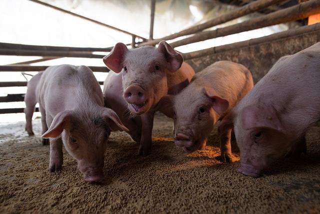 养猪人想养殖效率大大提升吗？这样做就可以