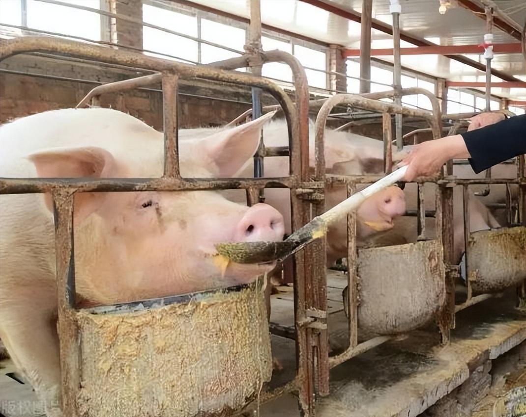 9月22日全国猪价大面积上涨！但养殖户补栏一直谨慎，啥原因？