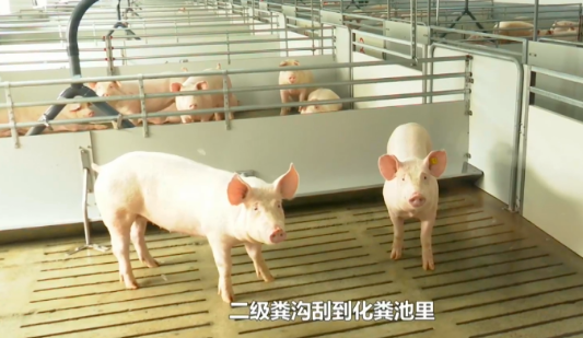 郑庄农牧：创新养殖模式，高产、高效培育出生态猪！
