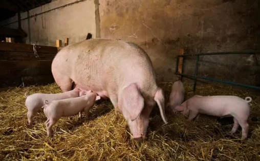 怎样提高分娩舍母猪采食量？原来产房母猪的饲喂也有这般讲究！