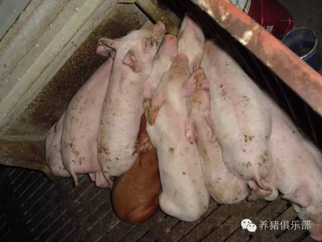生猪