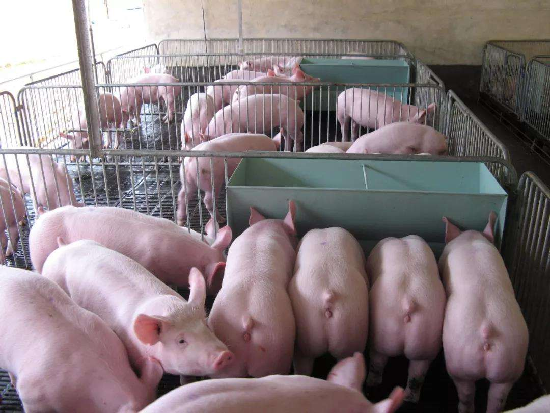 猪价突破12元！但养殖户要注意：3个现象将对猪市产生巨大影响！