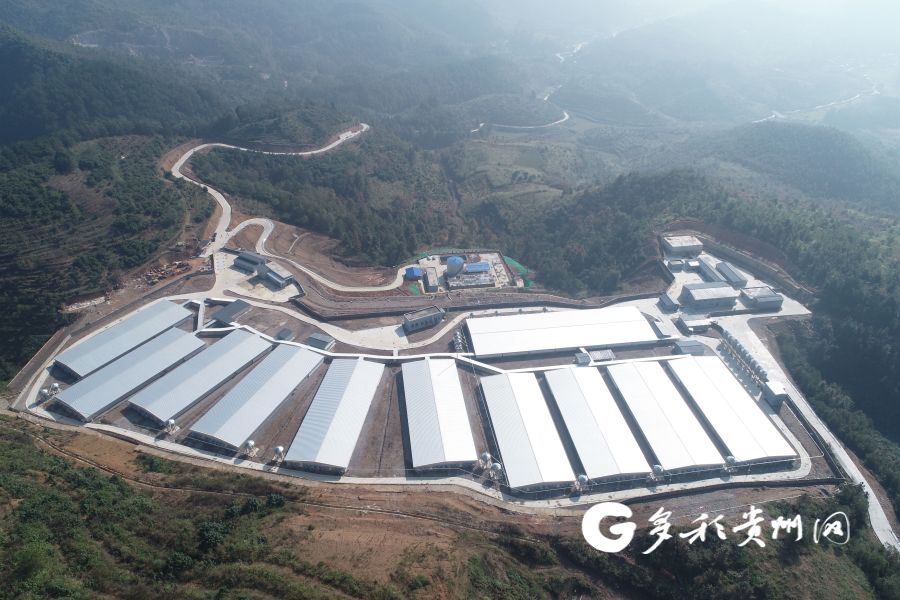 贵州罗甸：边阳镇油海生猪养殖基地第一批1500头生猪开始出栏！