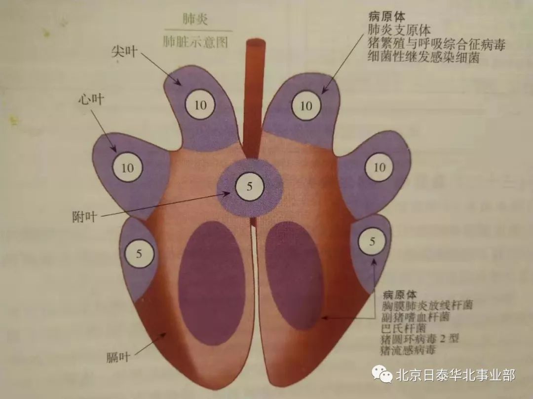猪群健康管理