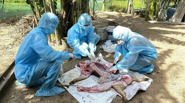 越南：少数猪死亡事件系操作不当，继续推进非洲猪瘟疫苗接种！