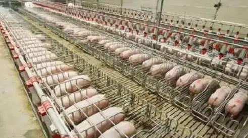 猪价要跌？牧原股份、温氏股份：国庆节前将加大生猪产品供应量