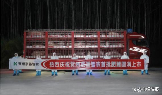 京基智农贺州项目首批生猪出栏