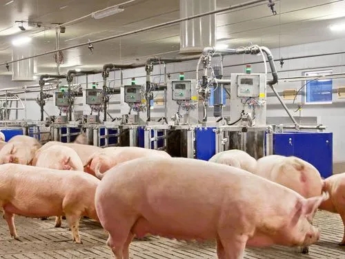  一分钟告诉你：为啥产房母猪采用智能饲喂系统值得推广！