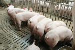 2022年09月27日全国各省市种猪价格报价表，市场还缺猪吗？种猪现在补栏能赚钱吗？
