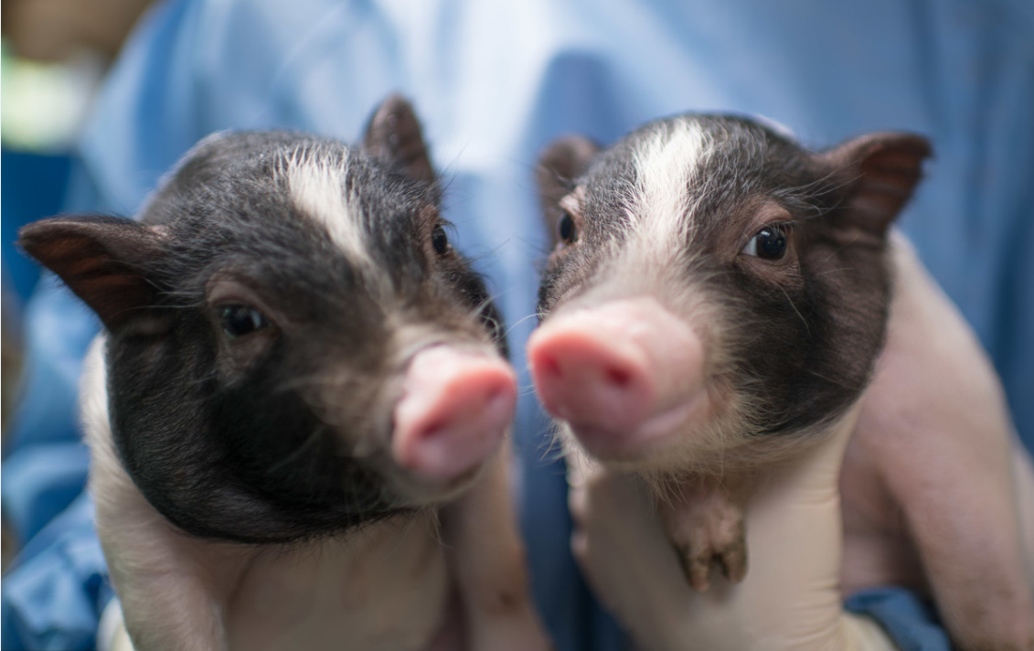 如何帮助养猪户减少抗生素使用量？丹麦是这样做的