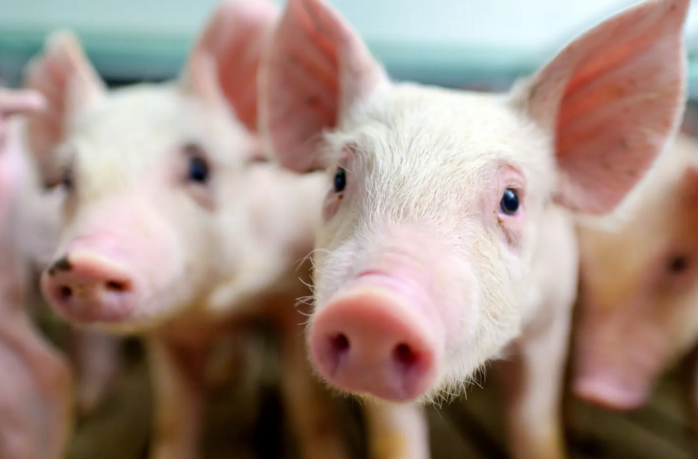 美国农业部预测，中国将减少20%猪肉进口！楼房养猪正改革养猪业！